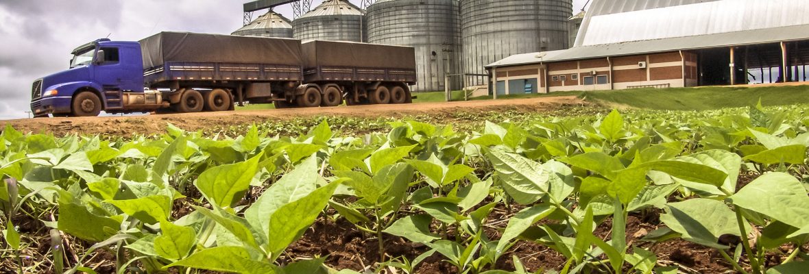 Baby bean plantation on field, with a unfocused truck and silos in the background, Brazil